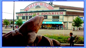 Click here for slides of Seattle's Aquarium
