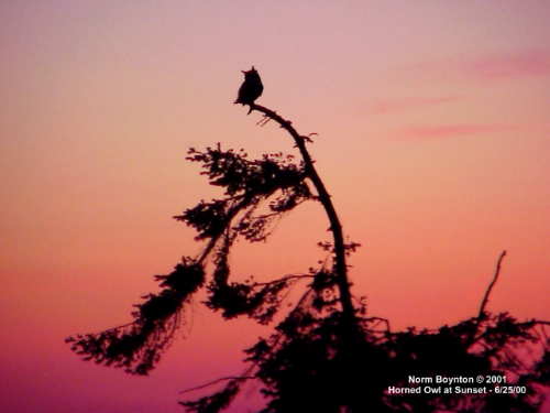 Link to 1152x864 Wallpaper Photo - "Horned Owl at Sunset"