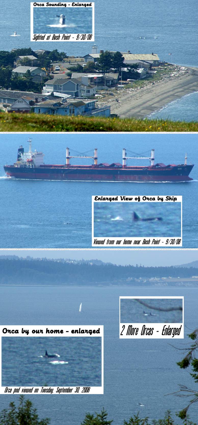 Killer whales as seen from our deck - 9/30/08
(Click the collage to enlarge it...)
