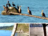 Link to Bush Point Birds