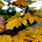 Link to Facebook album "Fall Colors at WEFC Church - October 26, 2008"