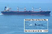 Link to Facebook album "Killer Whales!"