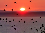 Link to Facebook album "Murder of Crows at my Whidbey Island Home - 8/17/10"