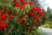 Link to Facebook album "Rhodie Lane Spring Colors - April 30, 2011"