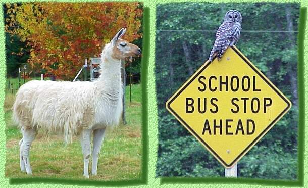 Llama and Owl in Greenbank