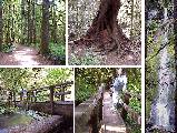 Link to Marymere Falls