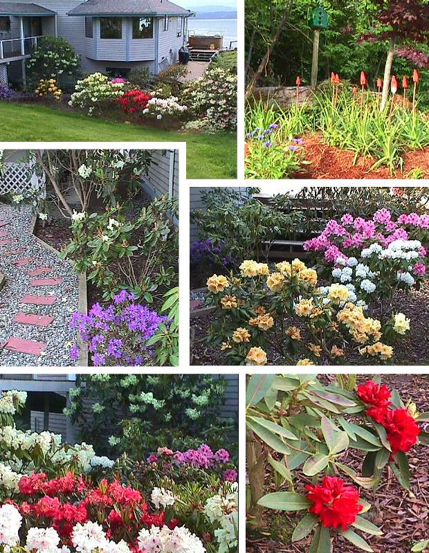 Mostly Rhodies - May 15, 1999