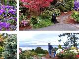 Link to May Day at a Rhodie Lane Garden