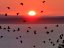 Click for Murder of Crows video