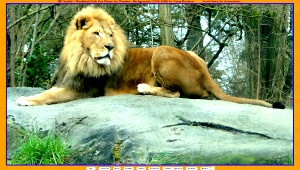 Click here for slides of Seattle's Woodland Park Zoo