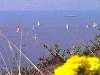 Link to Regatta