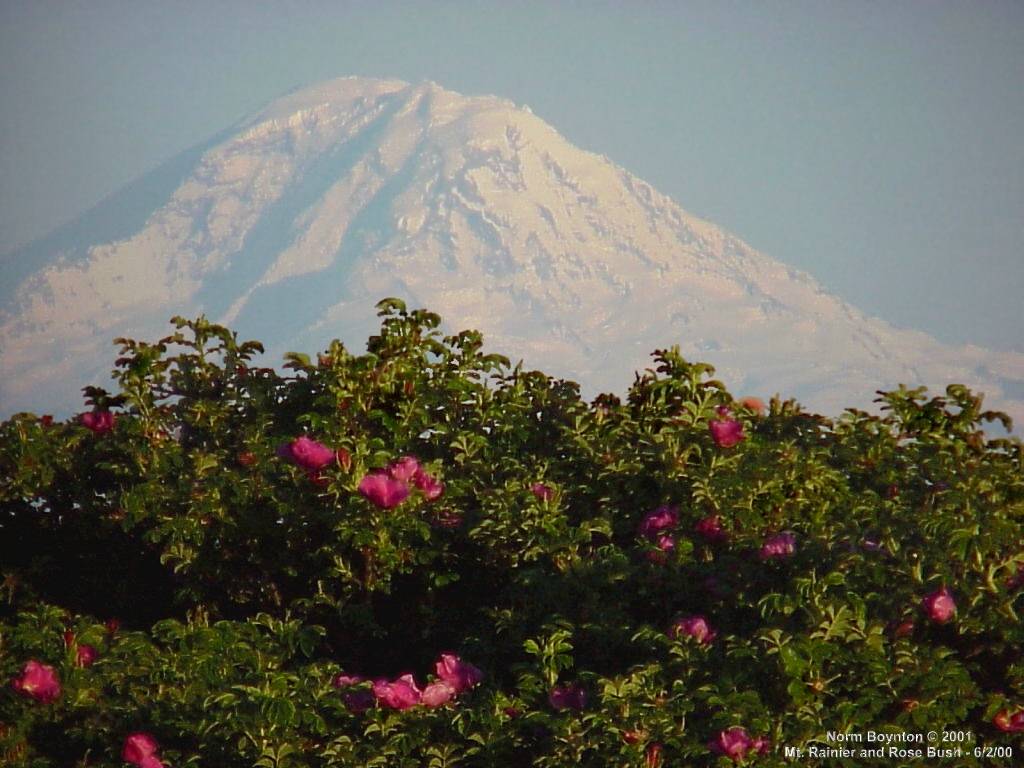 Mt. Rainier and Rose Bush - 1024x768