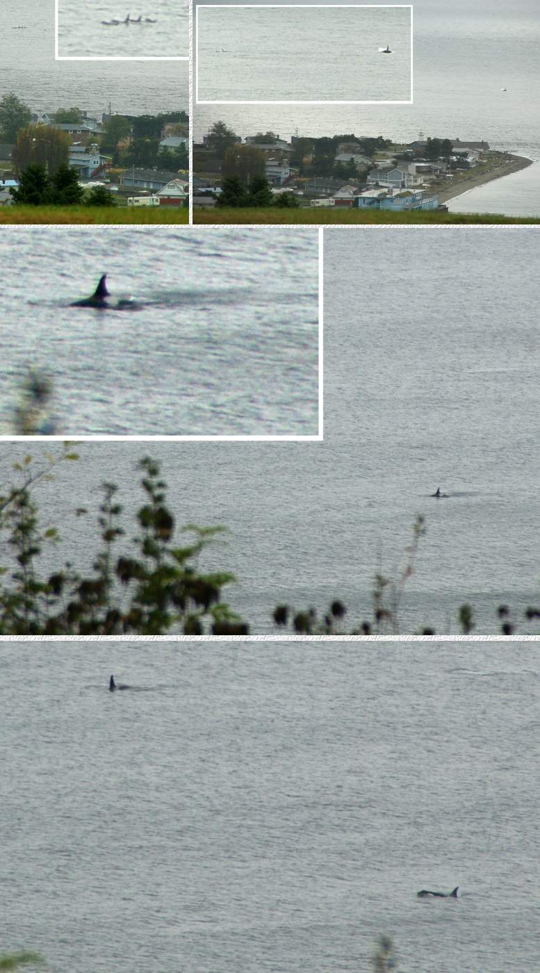 Killer whales as seen from our deck on 11/6/08
(Click the collage to enlarge it...)