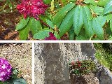 Link to Frank's Garden, A Year Later