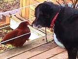 Link to More Pet Photos